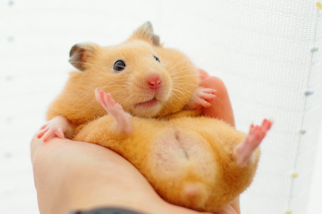 小仓鼠被抓在笼子里啦,仓鼠走迷宫爬墙被抓回去