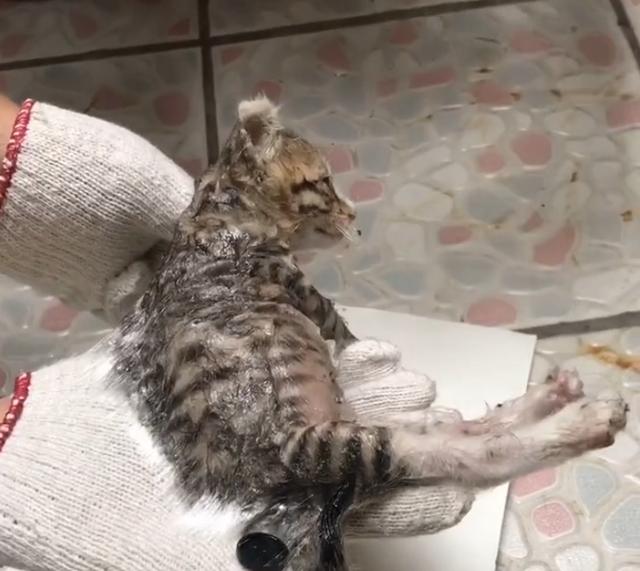 粘鼠板粘到狗身上怎么办,粘鼠胶粘到狗