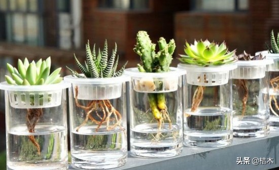 水培植物养殖方法和注意事项,植物转水培注意事项