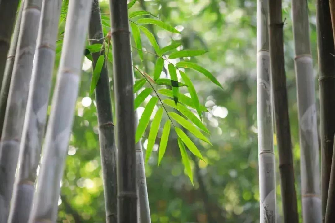 10首关于夏天的诗词,100首关于夏天的唯美古诗词