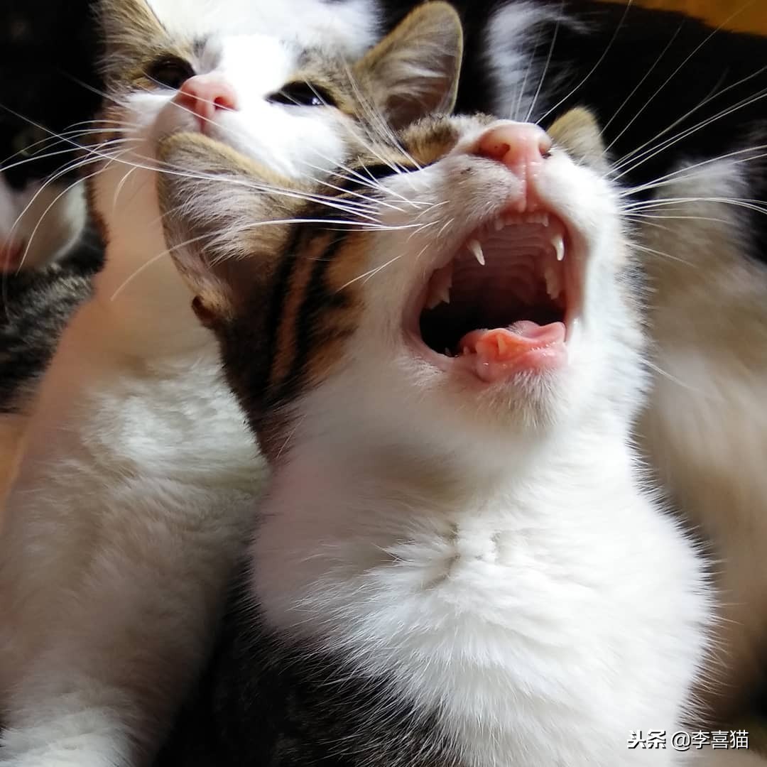 进口猫粮比国产猫粮好吗,进口猫粮和国产猫粮哪个好