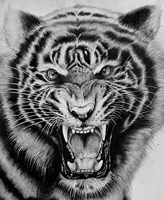 绱犳弿鍏ラ棬鍔ㄧ墿,绱犳弿鍔ㄧ墿瑙ｆ瀽