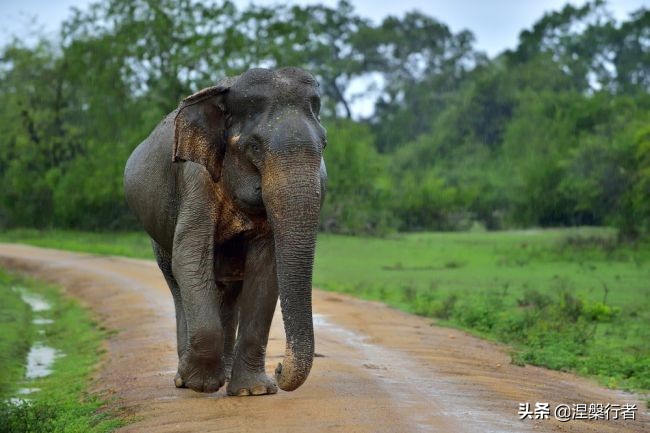 50种珍稀保护动物,为什么人类应该保护濒危物种