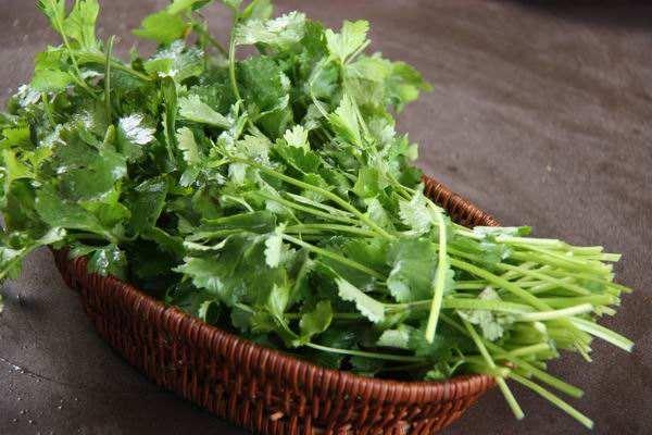 盆栽香菜怎么种植最快最好,家庭盆栽香菜的种植方法图片