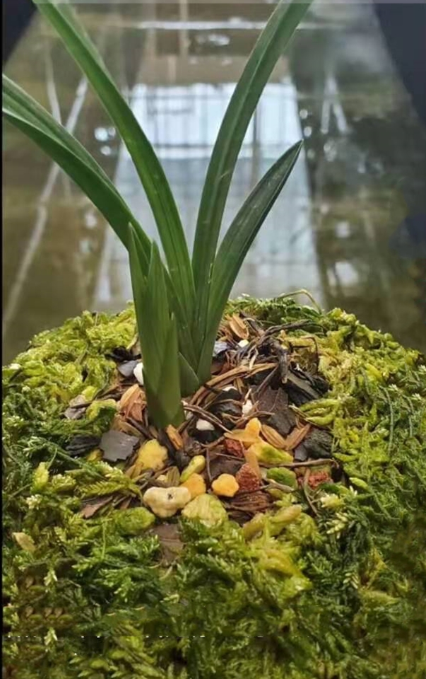 春剑十大品种排名多少钱一株,春剑多少钱一株