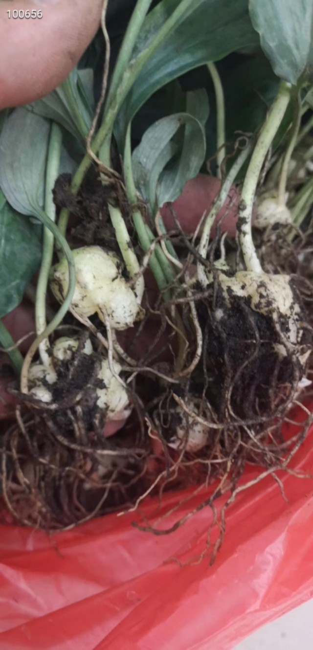 中源农业多花黄精育苗基地,多花黄精籽育苗出售