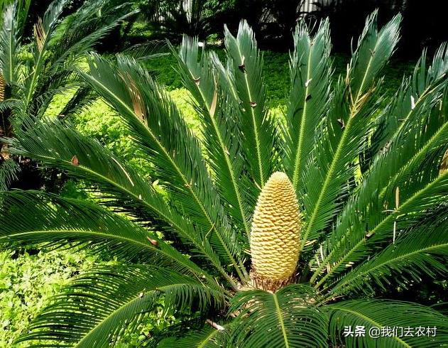 铁树日常如何养护,铁树养护方法最简单的