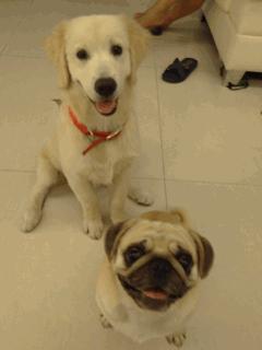 狗子绝育后的绝望,狗子绝育是不是就安稳了