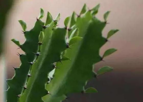 仙人掌介绍60多种独特的仙人掌,仙人掌开花的美图