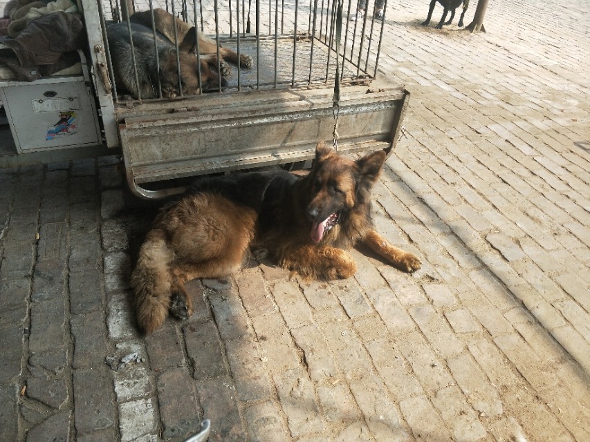 小伙去狗场抓德牧,开封狗市抓狗