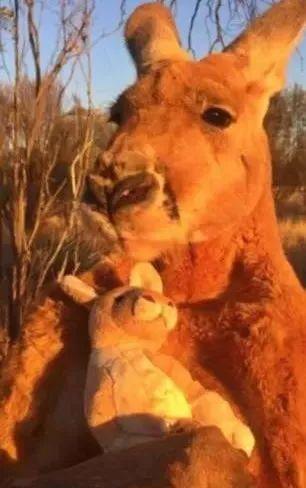 澳洲网红袋鼠去世,网红袋鼠离世