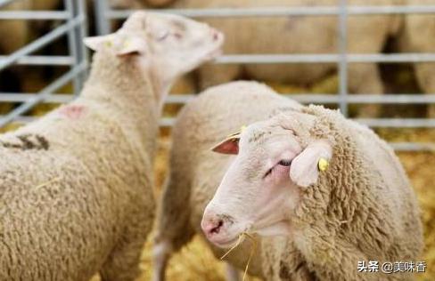 羊咳嗽流鼻涕什么原因导致的,羊咳嗽流眼泪是什么病