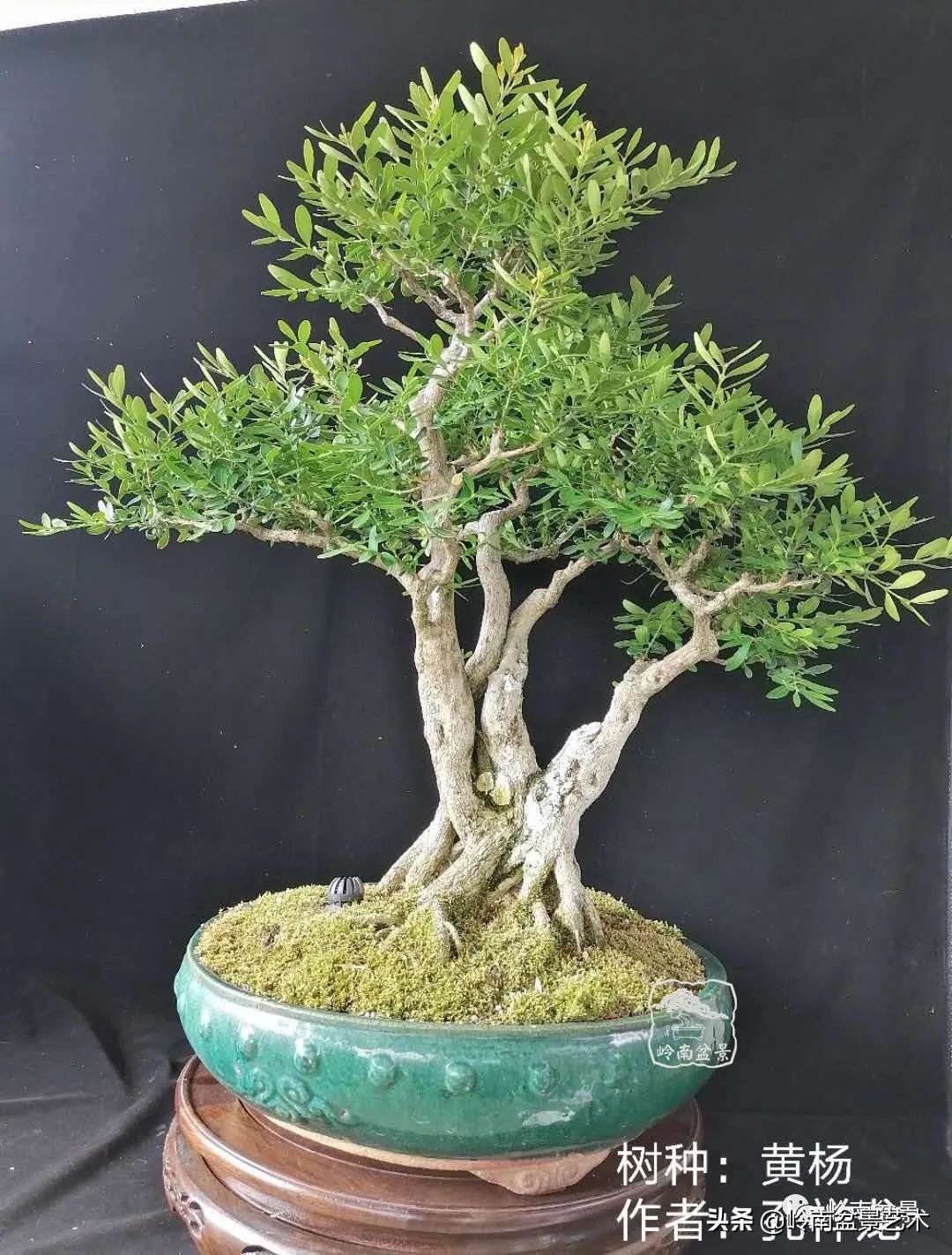 广东的盆景有哪些,适合广东玩的盆景