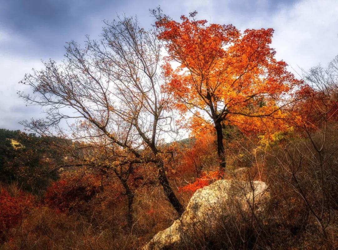 六大茶山是哪六个,六大茶山为什么茶那么好