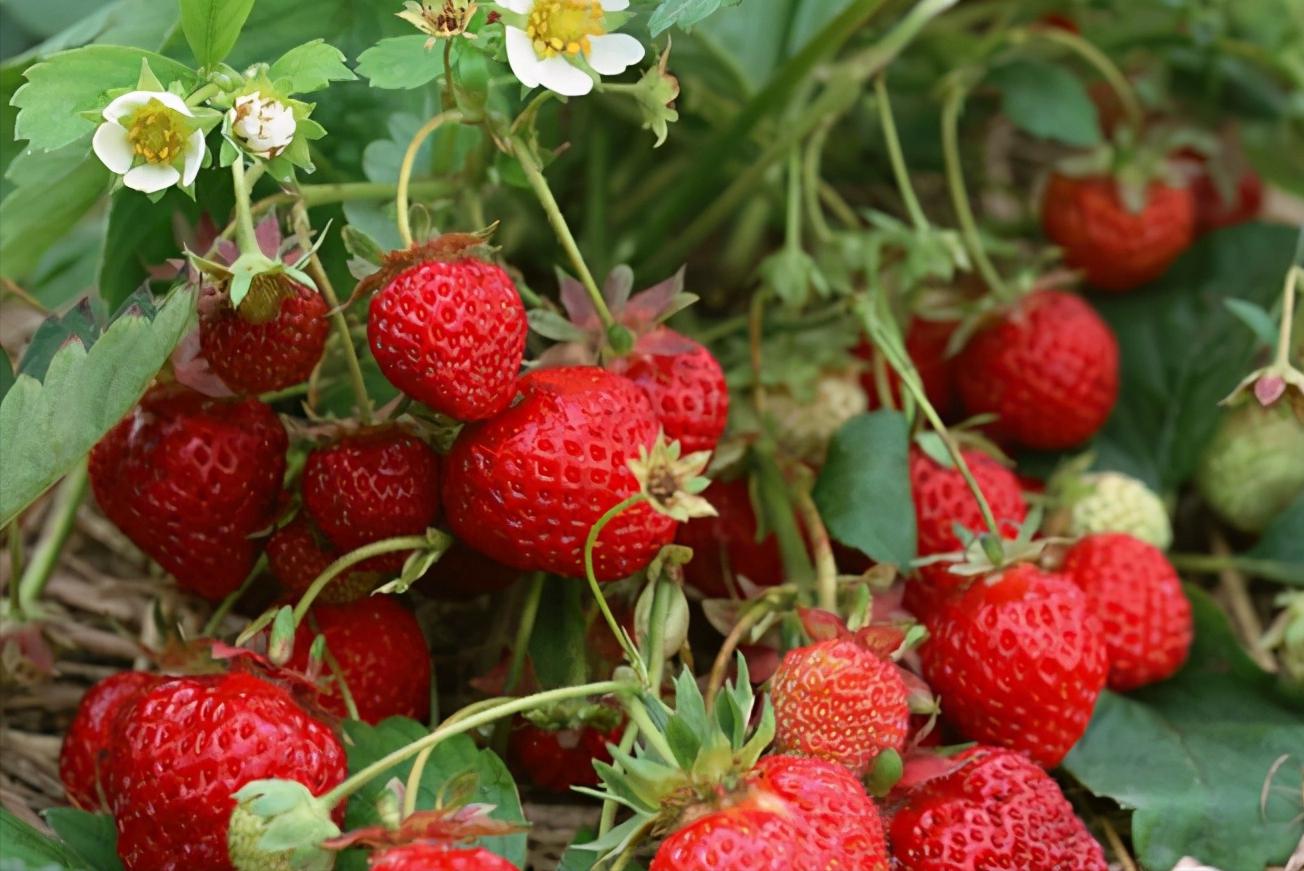 日本发起“种子战”，1900类种苗禁止外泄，阳光玫瑰葡萄首当其冲
