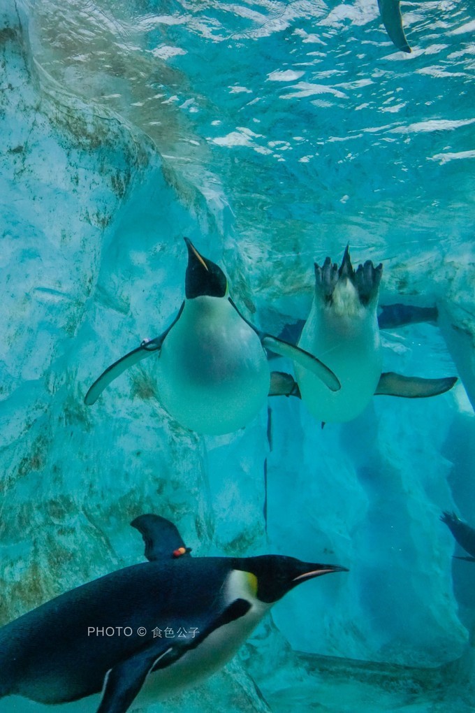 珠海横琴除了长隆还有什么东西玩,横琴有哪些景点可以玩儿