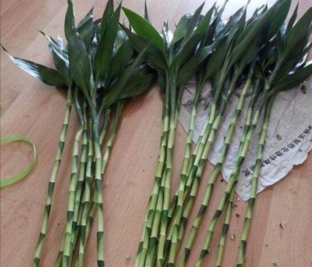 家里养的富贵竹,突然就烂根了,3种正确处理方式,预防烂根