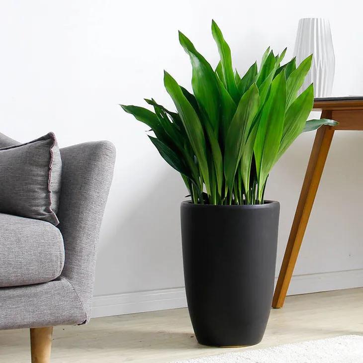 一叶兰根部图片欣赏图,一叶兰种类图片欣赏图