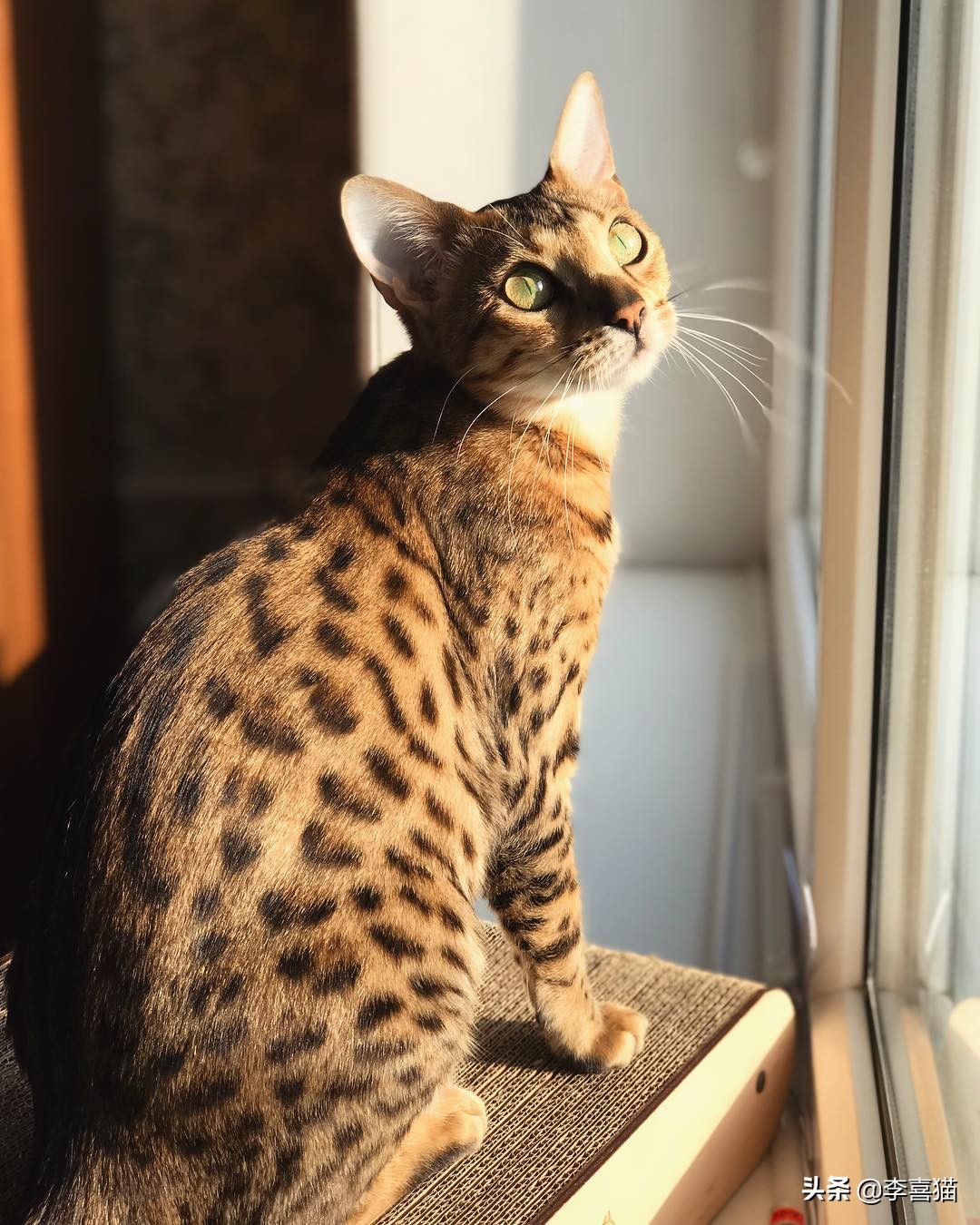 怎么判断猫妈妈还会不会养小猫,猫妈妈抛弃小猫的原因