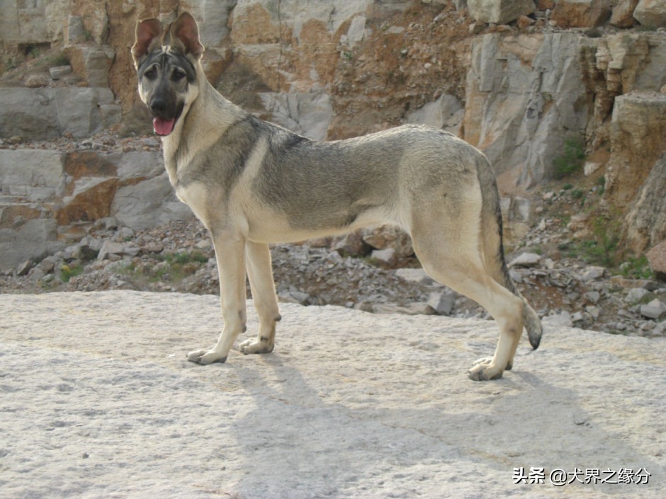 狼青犬有什么优缺点,狼青犬优点和缺点