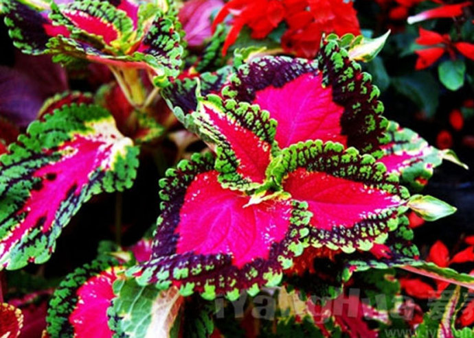 最好看的草花照片,各种草花图