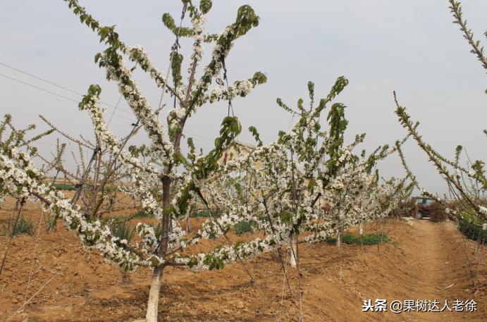樱桃好吃树难栽，已经过时了，关键是要掌握好这些标准管理技术