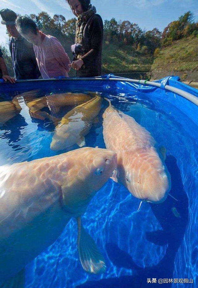 园林假山鱼池设计教程,鱼池假山怎样建才好看