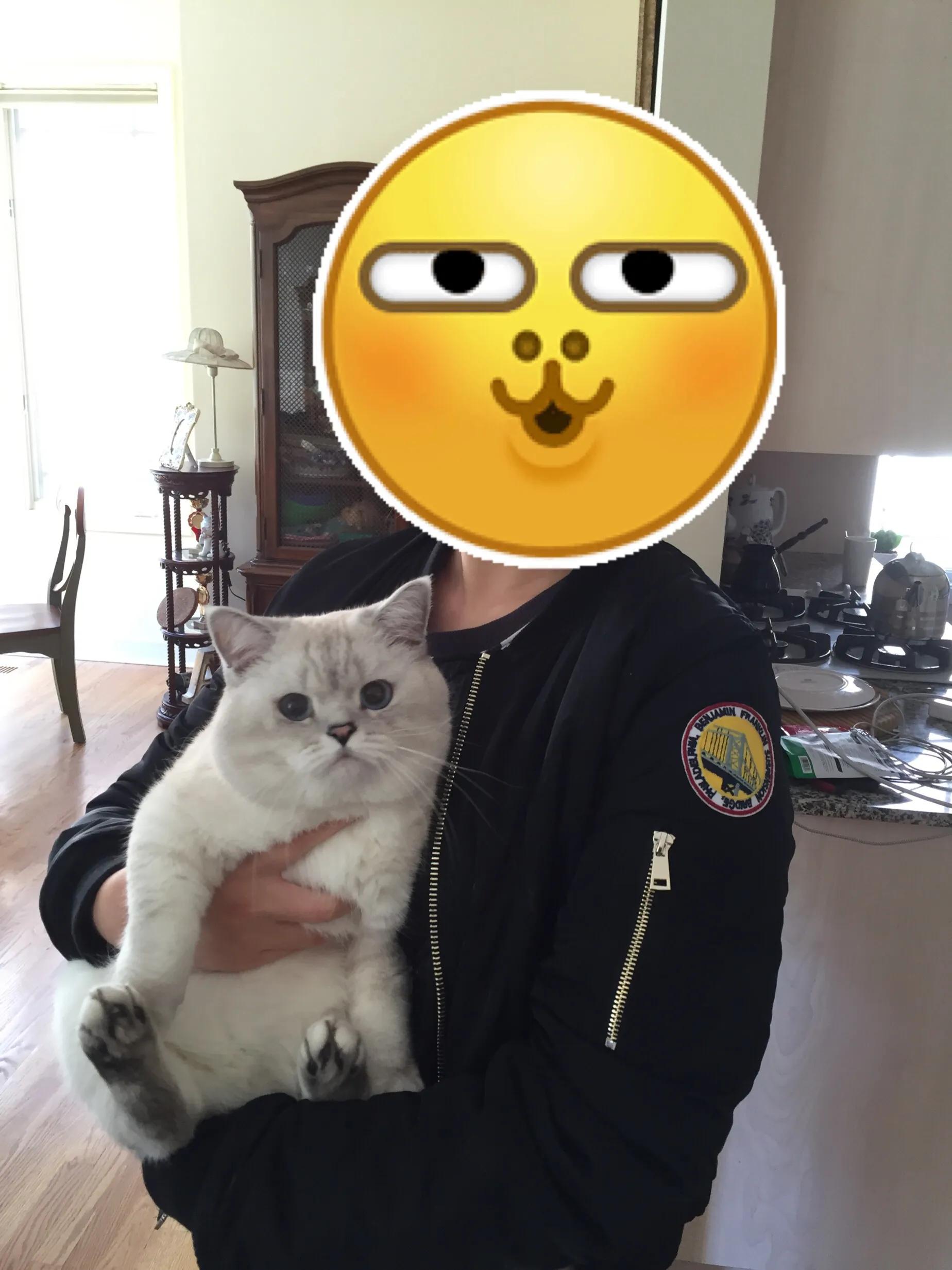 选猫舍注意事项,如何挑选正确的猫舍