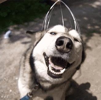 南瓜包的功效和作用,南瓜可以缓解猫的毛球症吗