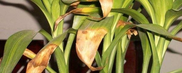 发财竹发黄怎么办最快最有效,发财竹发黄怎么办