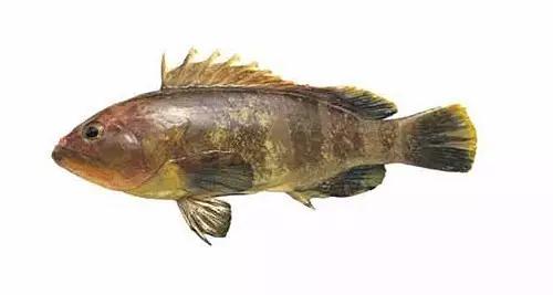 世界顶级海鲜鱼类,史上最完整鱼类海鲜图鉴