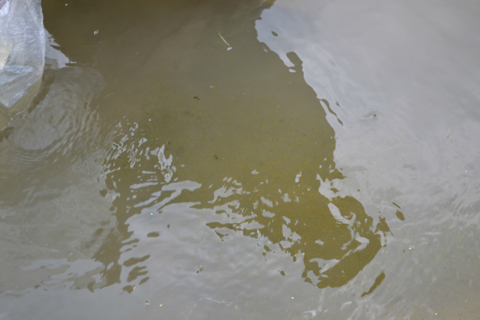 锦鲤池养殖方法图解,锦鲤繁殖全过程纪录片