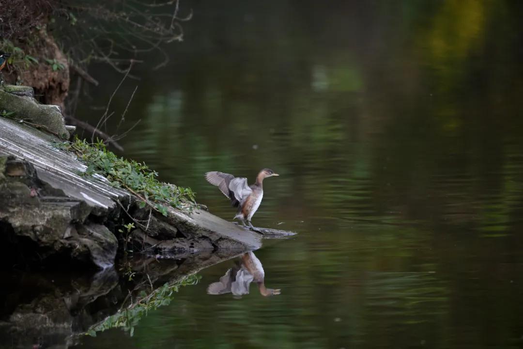 尼康无反相机z9价格,无机械快门相机