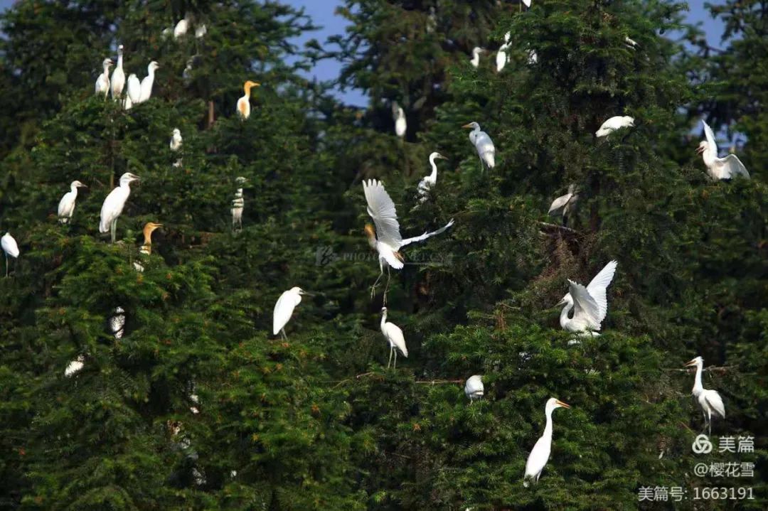 李福信《梅溪》心香文艺