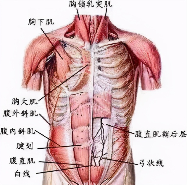 胖肚子和腰围是什么原因,什么原因容易导致肥胖肚子大