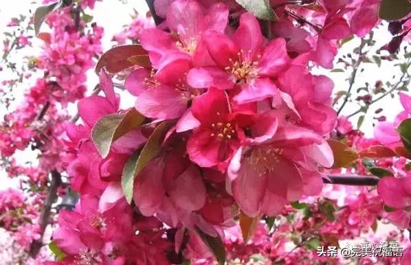 《老有老的骄傲》,送给群里的朋友