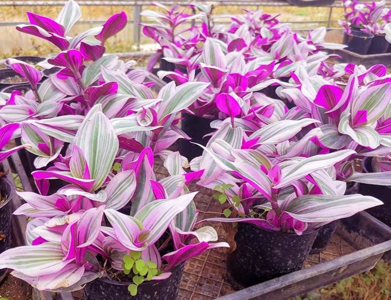 养了很多花只有绿萝最好养,绿萝养死还能养什么花