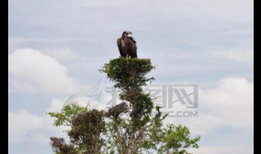 马赛马拉草原旅游攻略,马赛马拉草原上的草种类