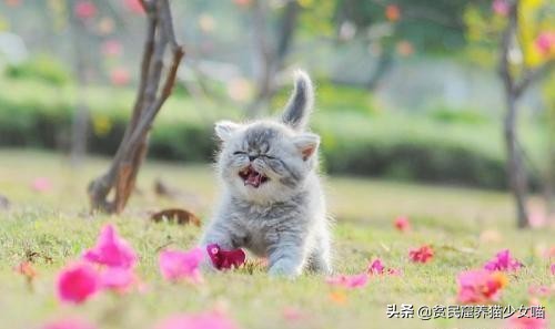 猫咪遛猫的方法和技巧,如何训练猫咪遛猫