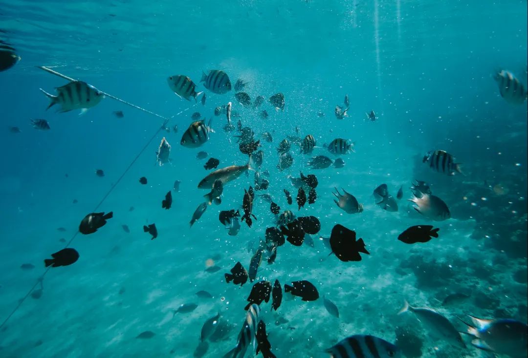 北京超热门胶原蛋白肽推荐,推荐性价比高的胶原蛋白肽