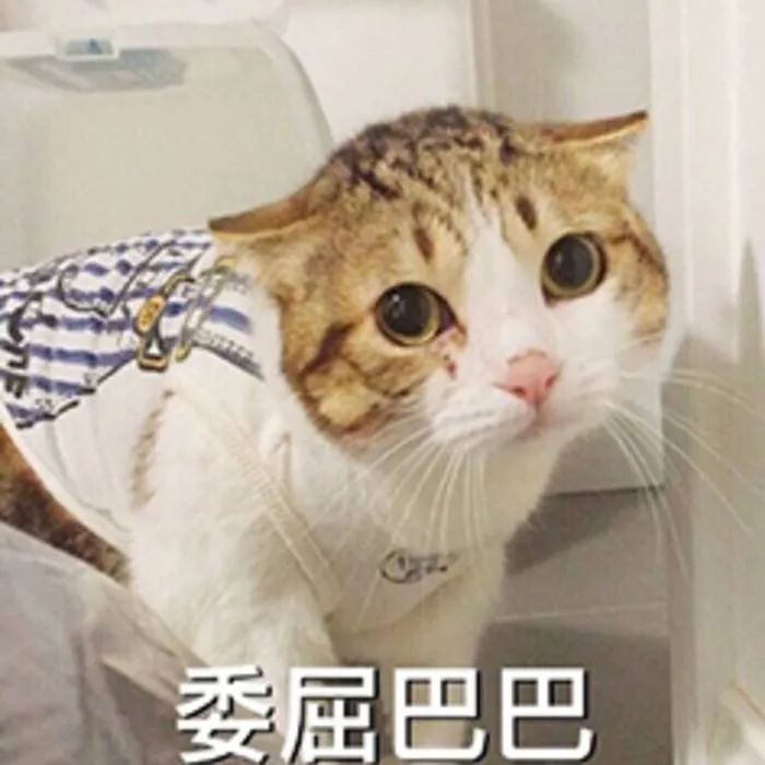 猫丢了三天回来变乖了吗,猫被丢弃后回来就乖了的故事