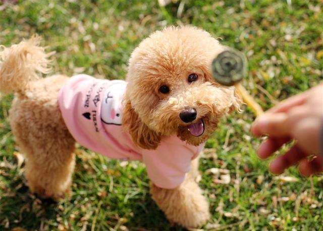 泰迪犬有这6个行为,泰迪犬的六种坏毛病