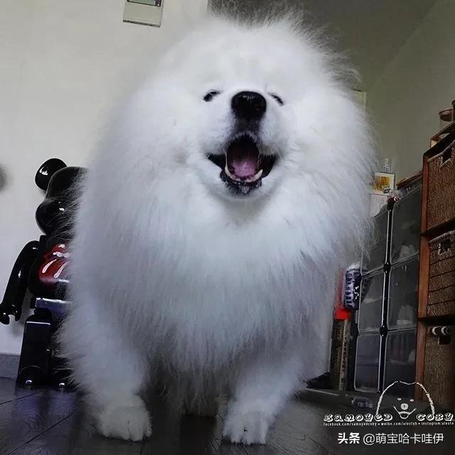 萨摩耶和柯基谁长得大,萨摩耶和柯基哪个长得大