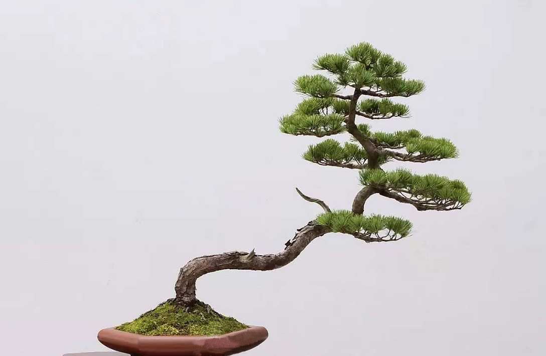 黑松嫁接的千寿丸盆景如何养护 (福建莆田黑松盆景的养护方法)