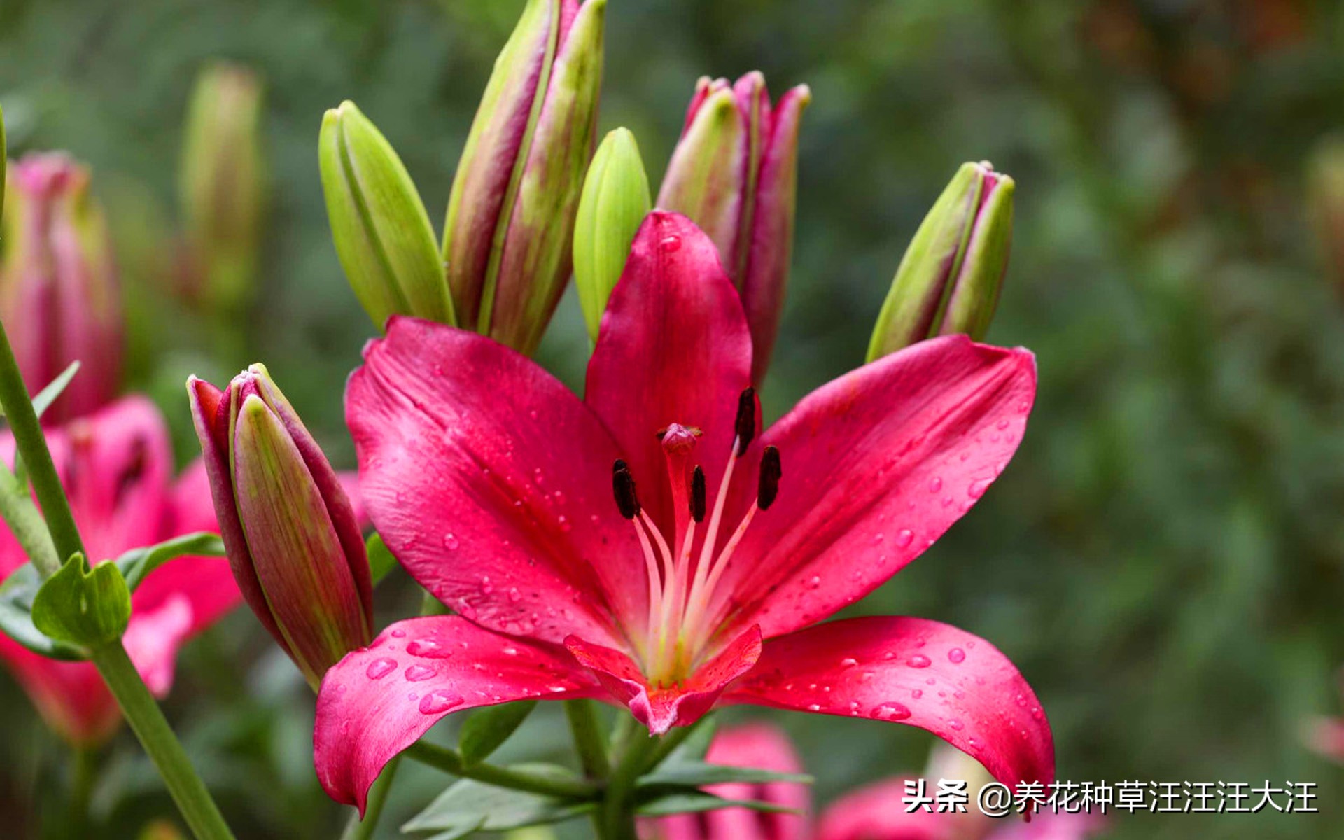 百合花不香是怎么回事,百合花不发芽是怎么回事