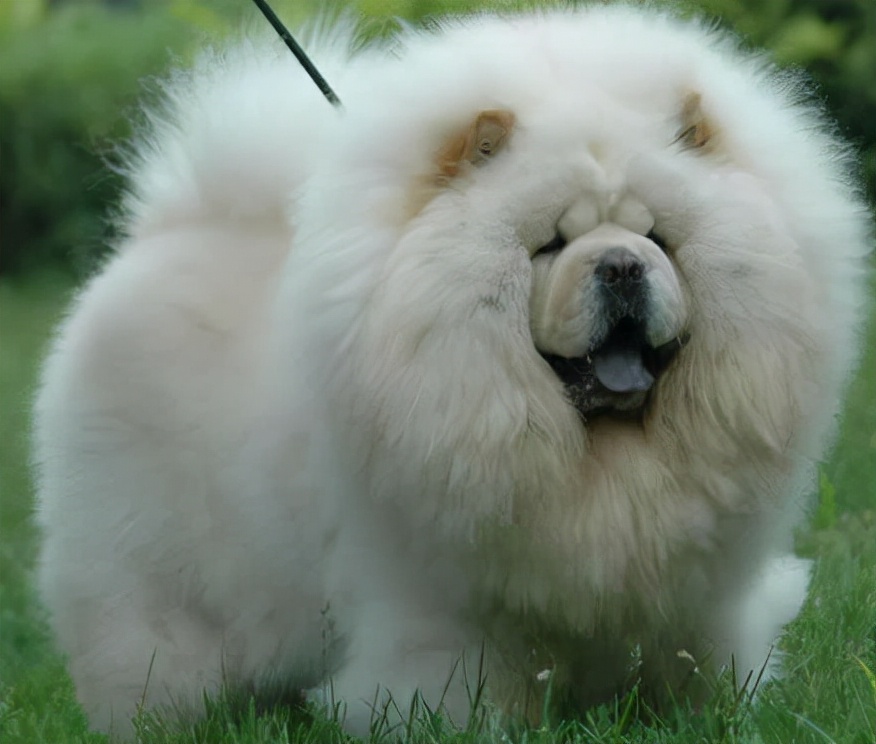 松狮犬适合女生养吗,养松狮犬每月大概花费多少钱