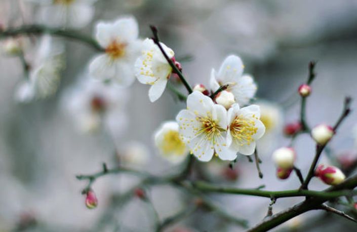 雪梅诗句最出名诗句,雪却输梅一段香全诗朗诵