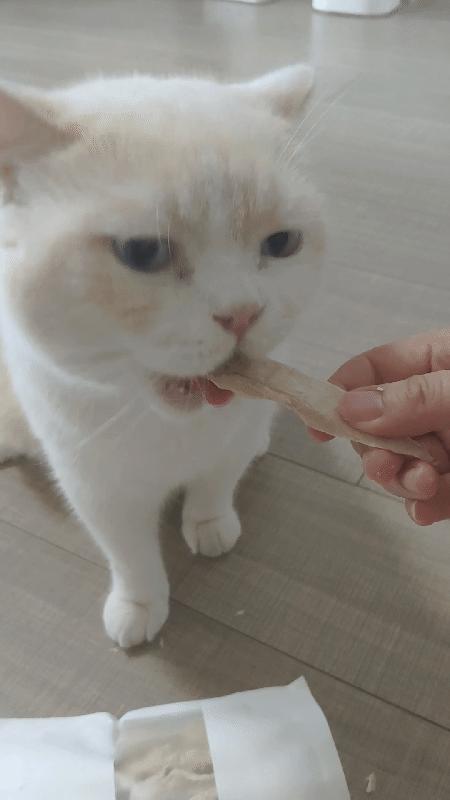 收留一年多的蓝猫好养吗,为什么蓝猫领养回来不吃不喝