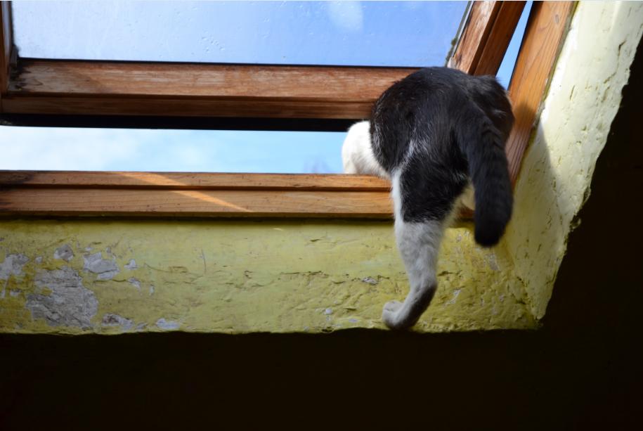 猫咪出去它会以什么方式找回家的,猫咪从家里跑出去还能找回来么