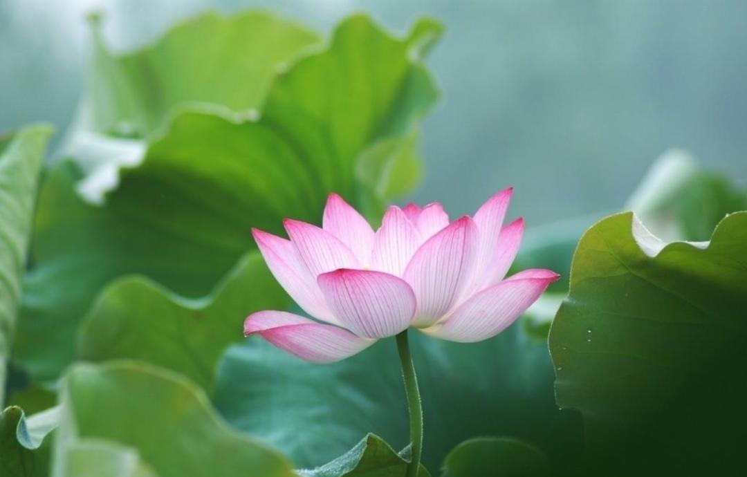 10句描写荷花的经典古诗词,描写荷花的古诗句20首